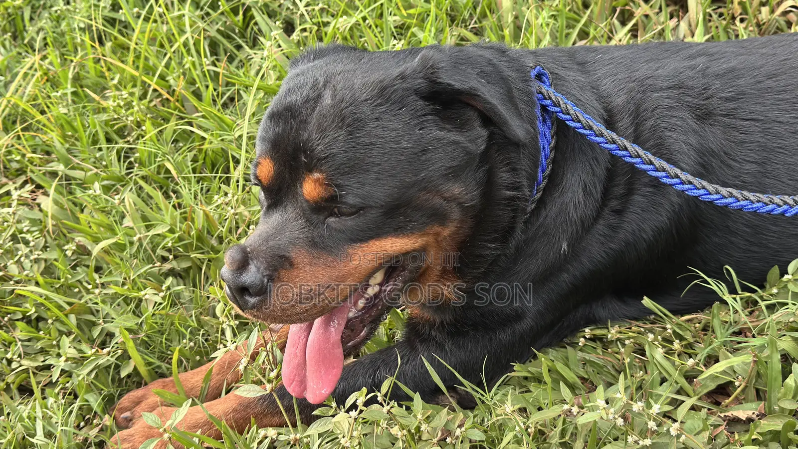 1+ year Male Purebred Rottweiler