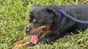 1+ year Male Purebred Rottweiler