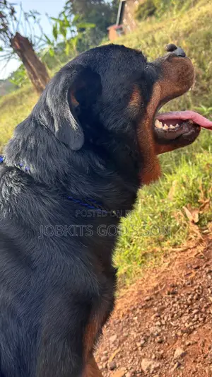 1+ year Male Purebred Rottweiler