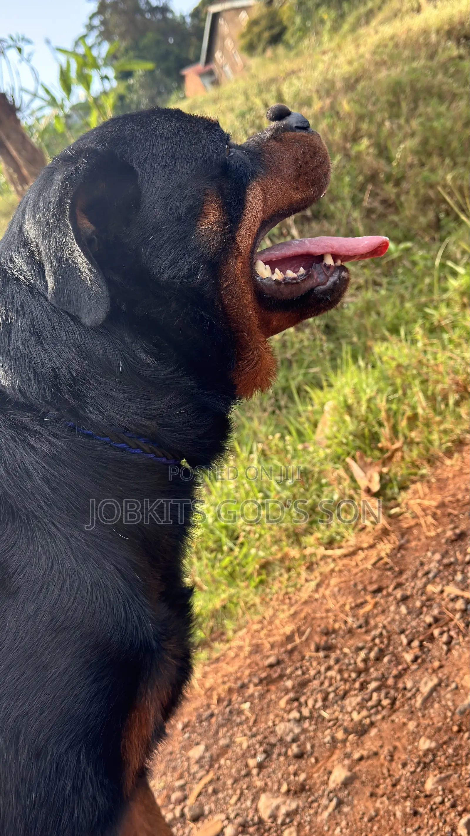 1+ year Male Purebred Rottweiler