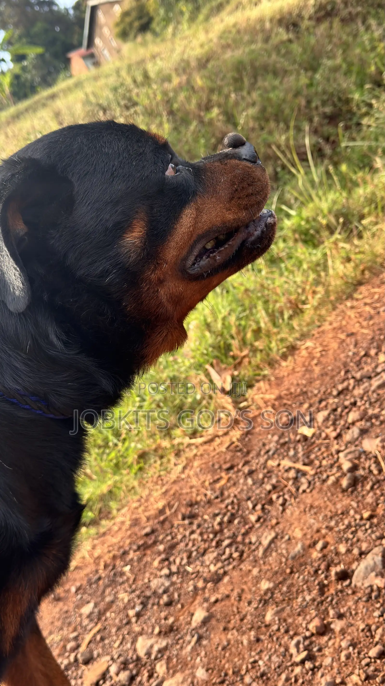 1+ year Male Purebred Rottweiler