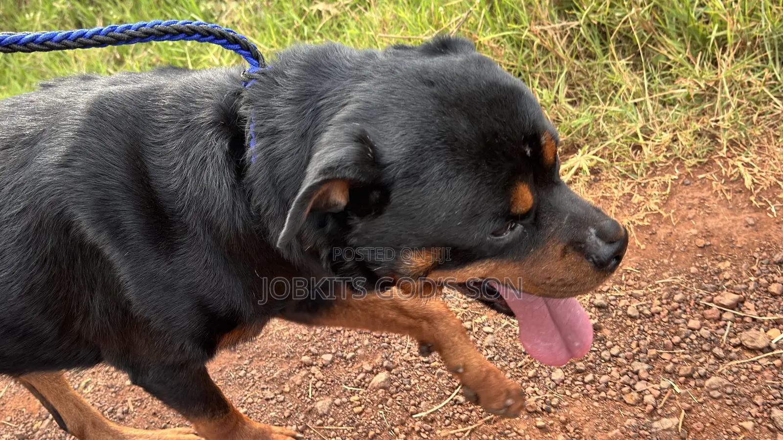 1+ year Male Purebred Rottweiler