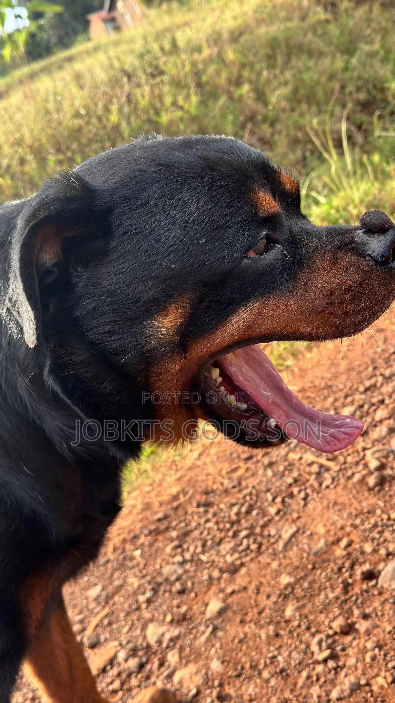 1+ year Male Purebred Rottweiler