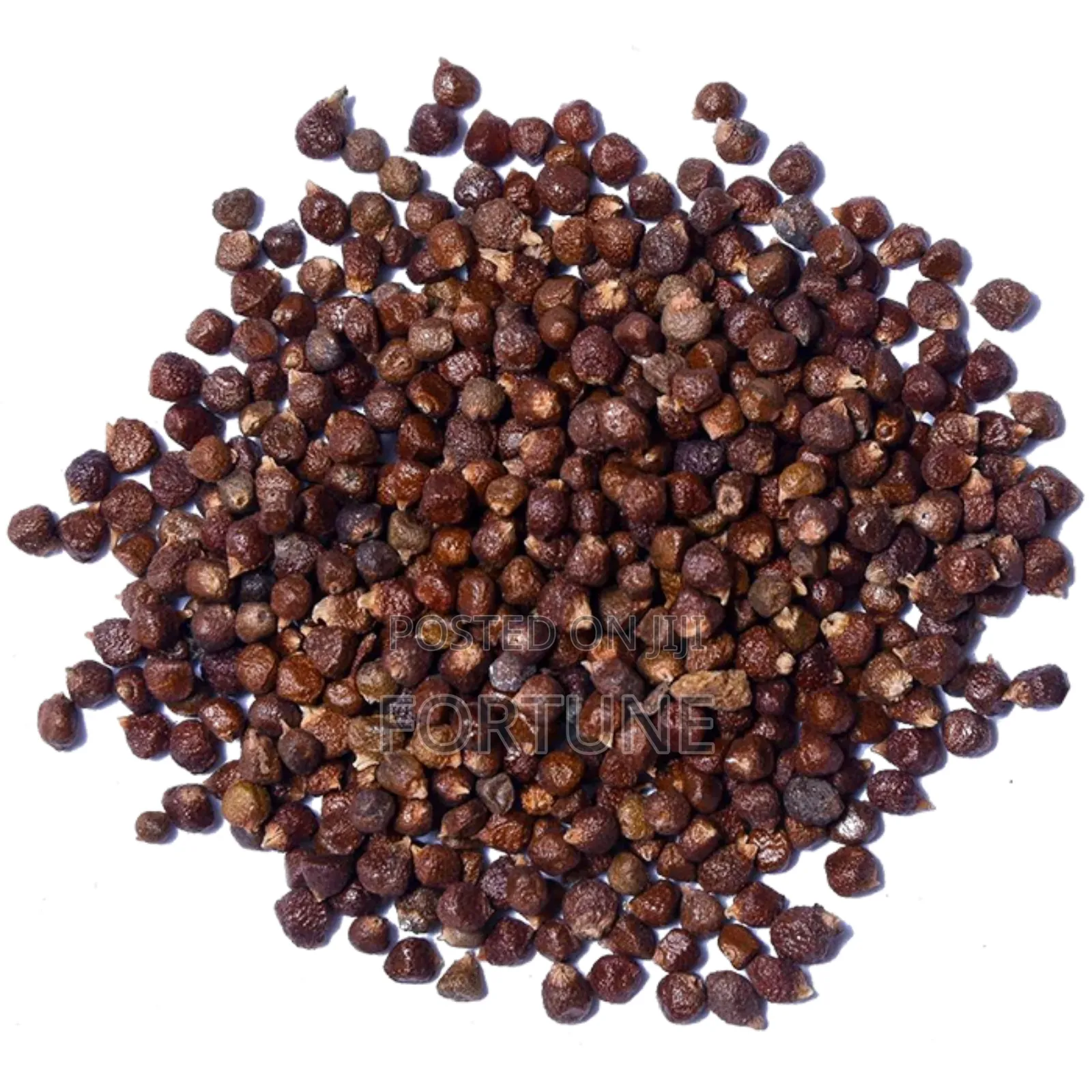 Alligator Seeds 100grams