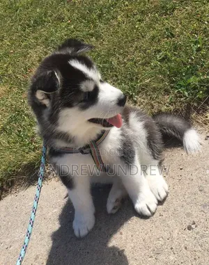 1-3 months Male Purebred Siberian Husky