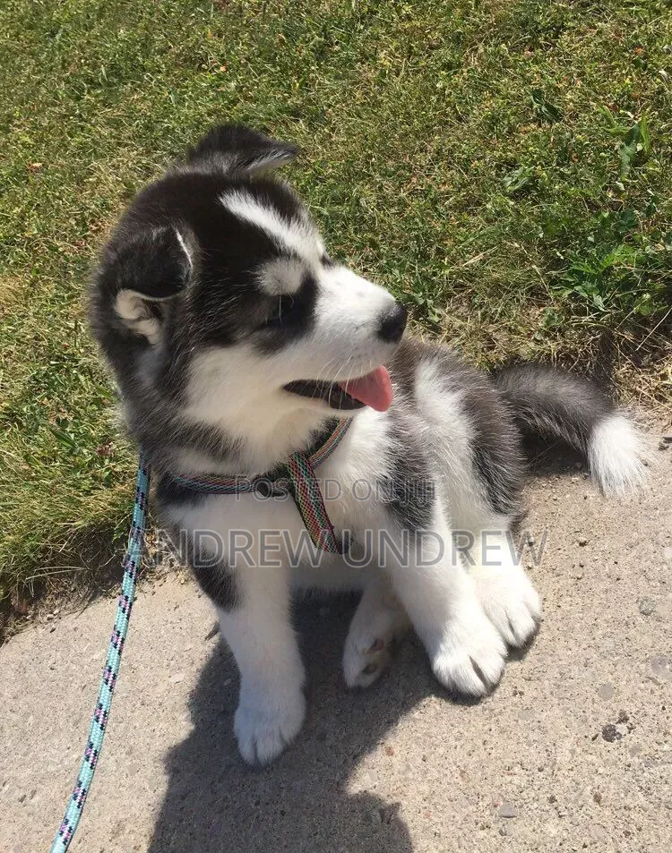 1-3 months Male Purebred Siberian Husky
