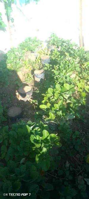 Strawberry Plants