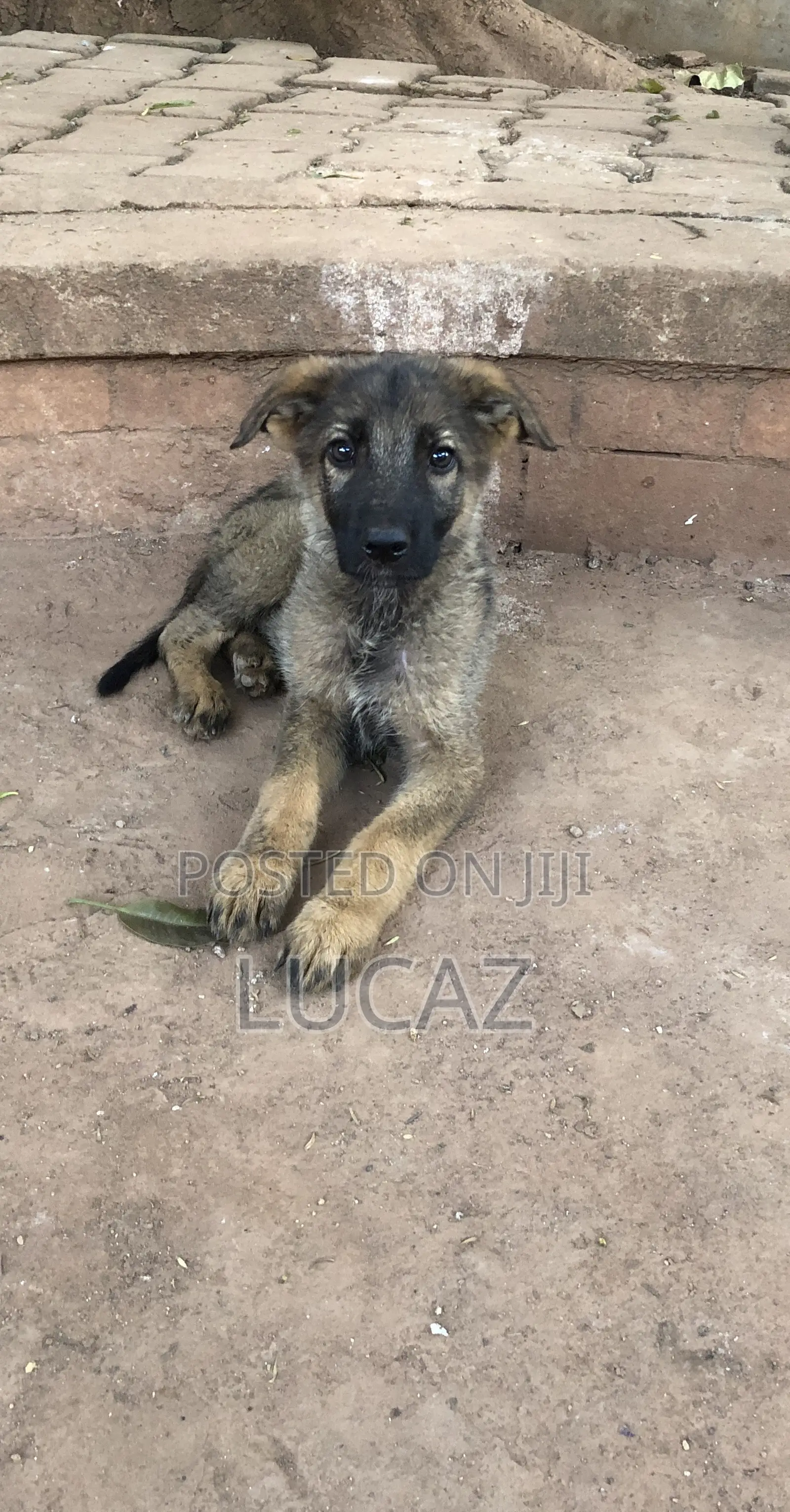 1-3 months Male Purebred German Shepherd
