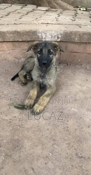 1-3 months Male Purebred German Shepherd