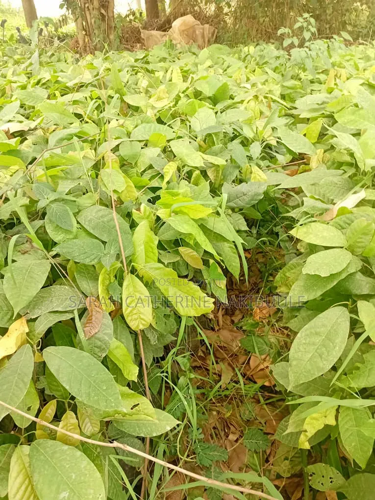 Coco Seedlings