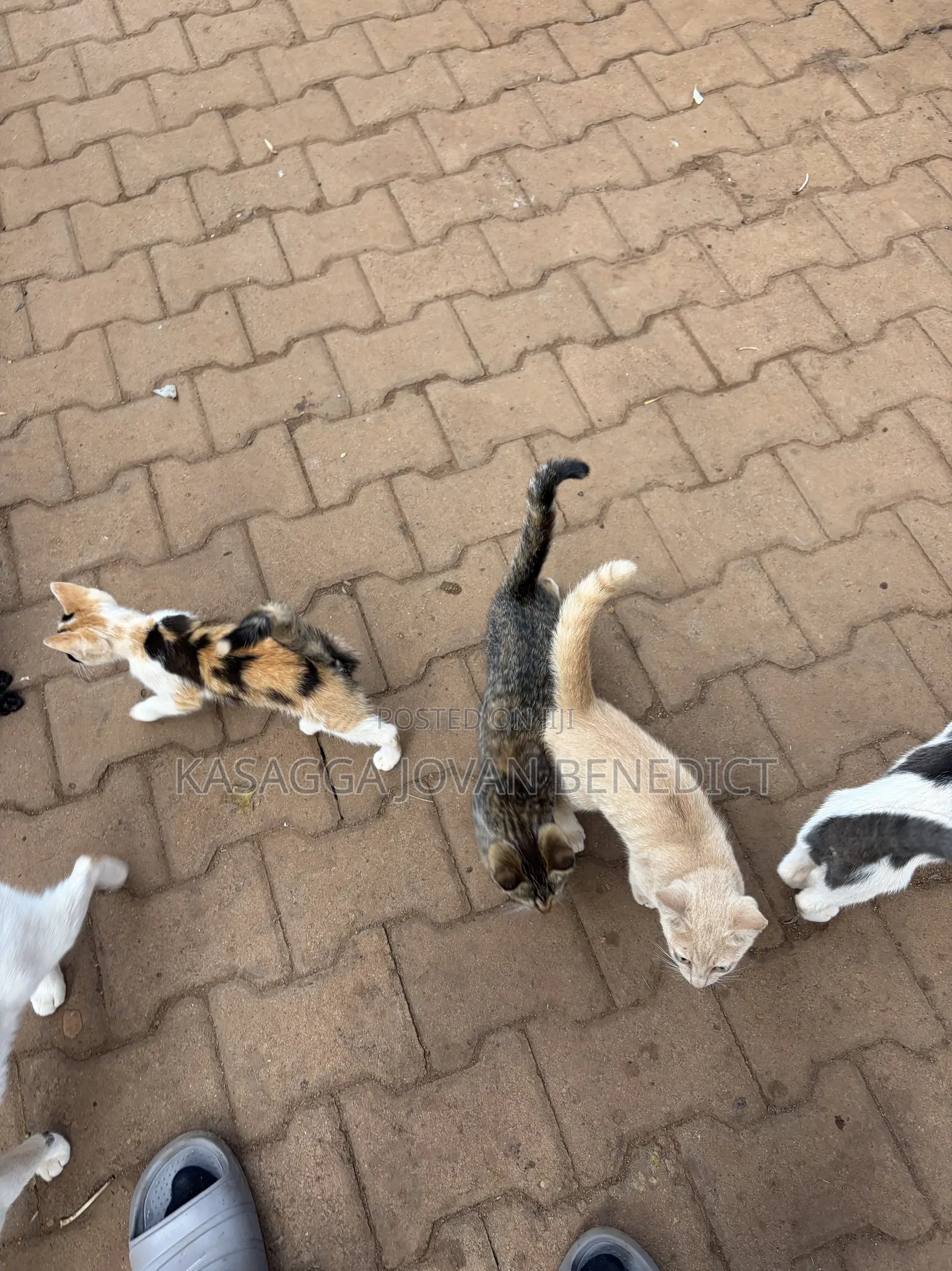 3-6 months Female Mixed Breed Cat