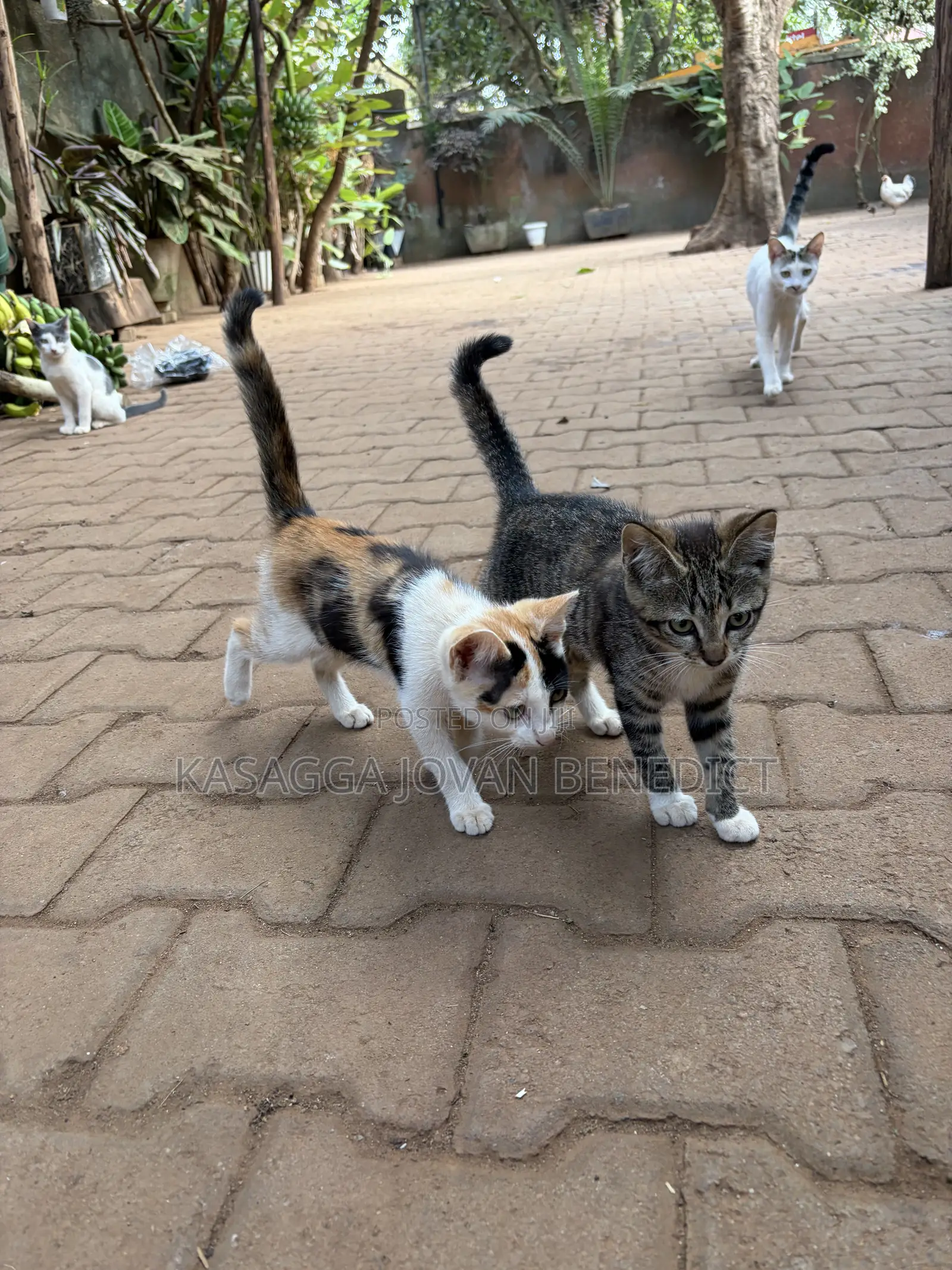 3-6 months Female Mixed Breed Cat