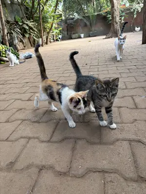 3-6 months Female Mixed Breed Cat