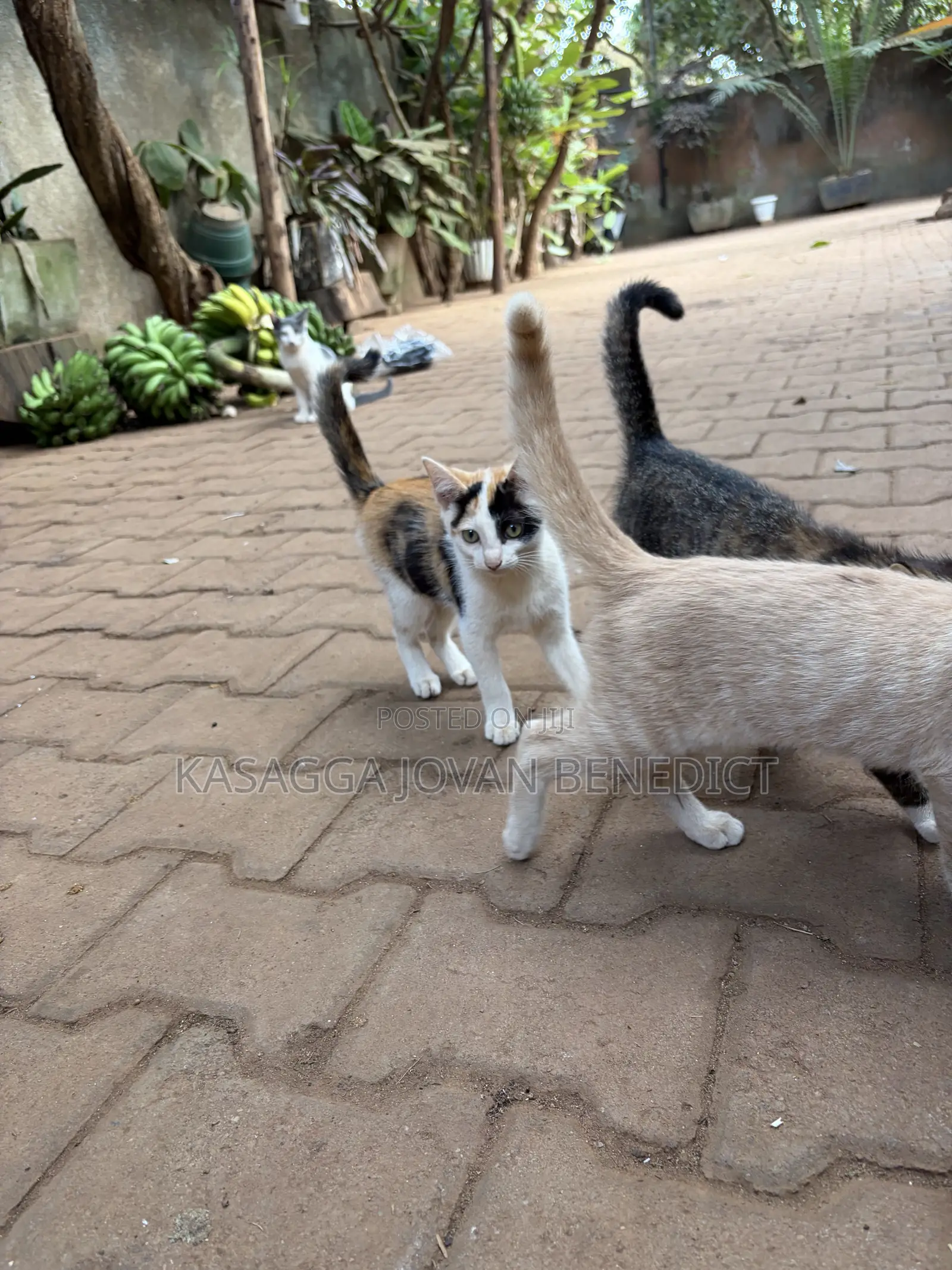 3-6 months Female Mixed Breed Cat
