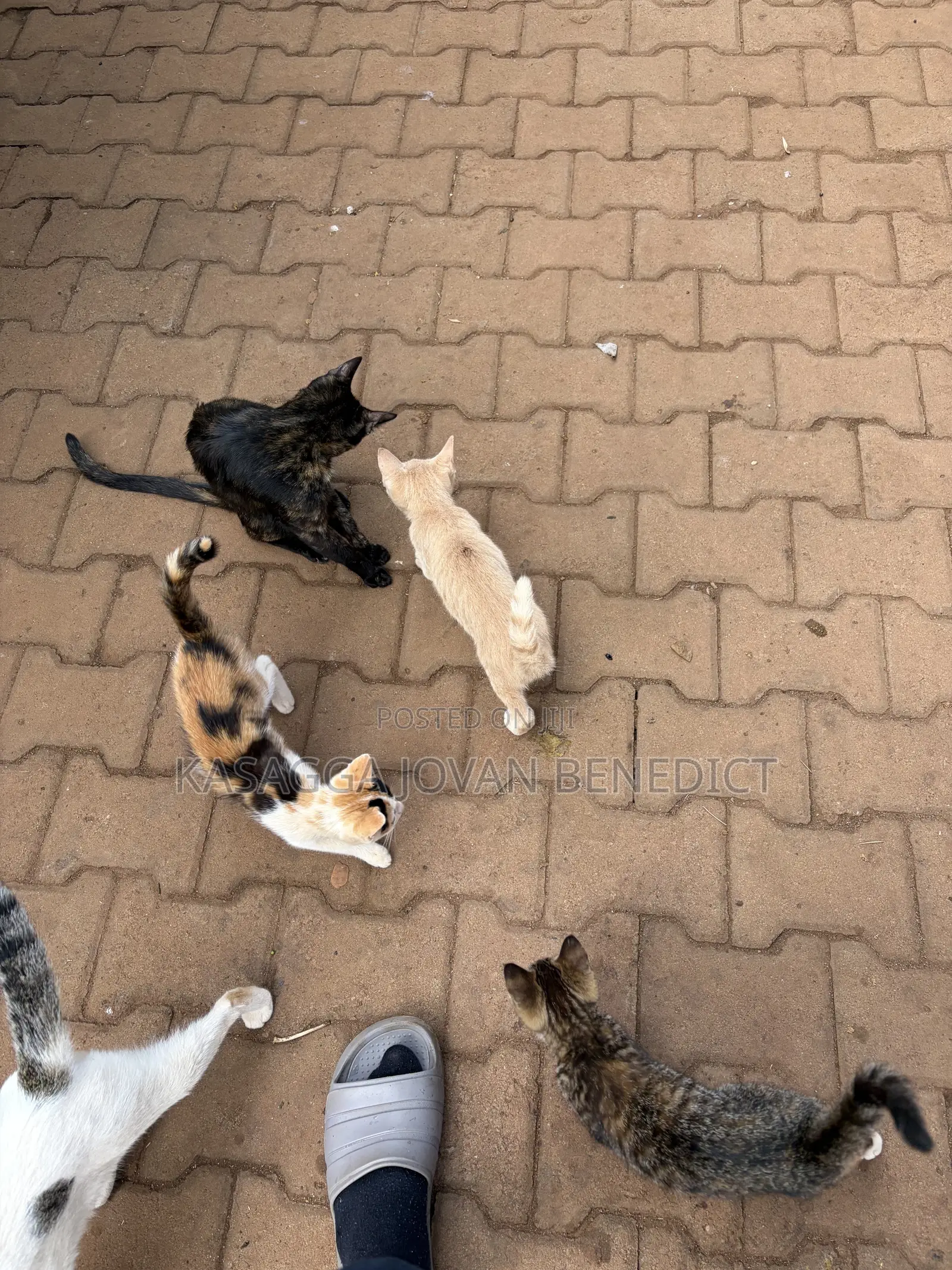 3-6 months Female Mixed Breed Cat