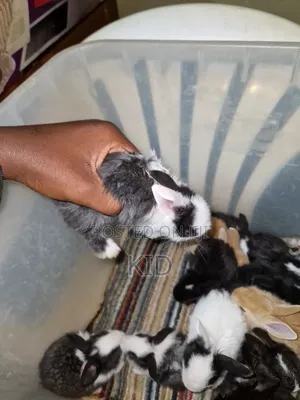 Rabbits and Bunnies