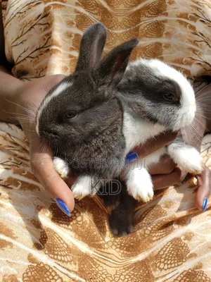 Rabbits and Bunnies