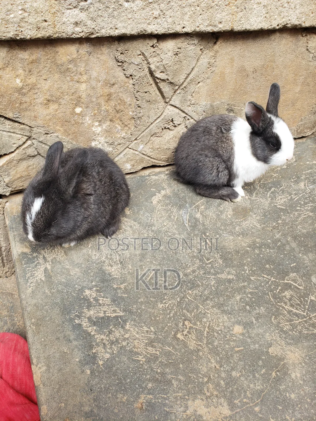 Rabbits and Bunnies