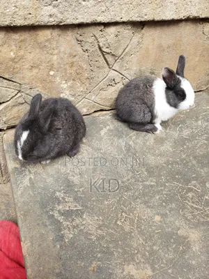 Rabbits and Bunnies