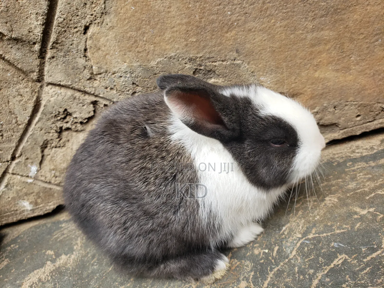 Rabbits and Bunnies