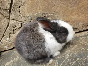 Rabbits and Bunnies