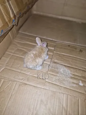 Rabbits and Bunnies