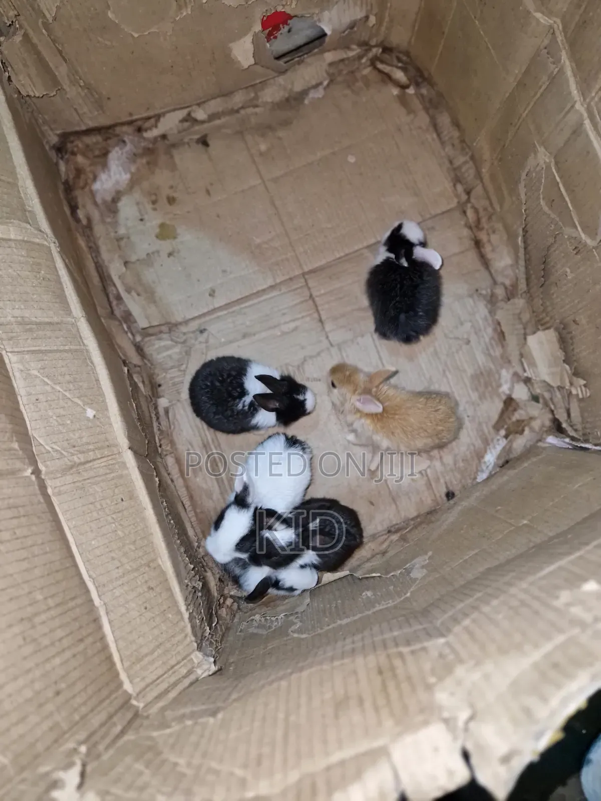Rabbits and Bunnies