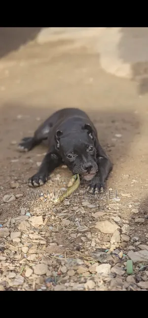 1-3 months Male Purebred American Pit Bull Terrier