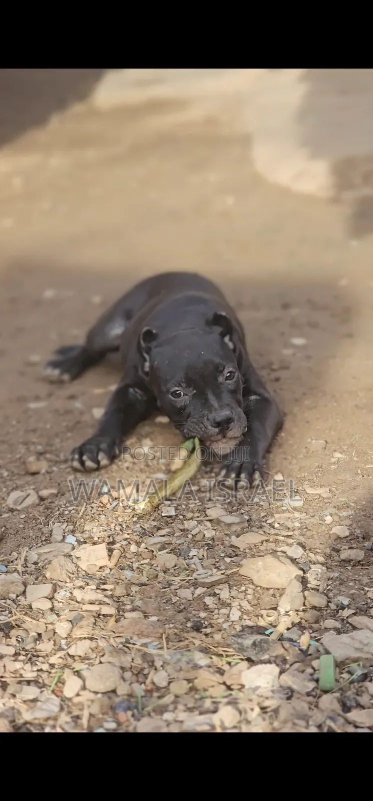 1-3 months Male Purebred American Pit Bull Terrier