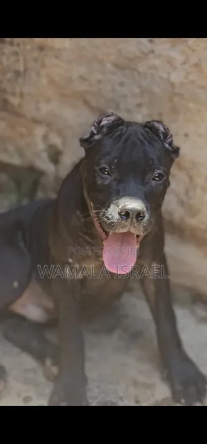 1-3 months Male Purebred American Pit Bull Terrier
