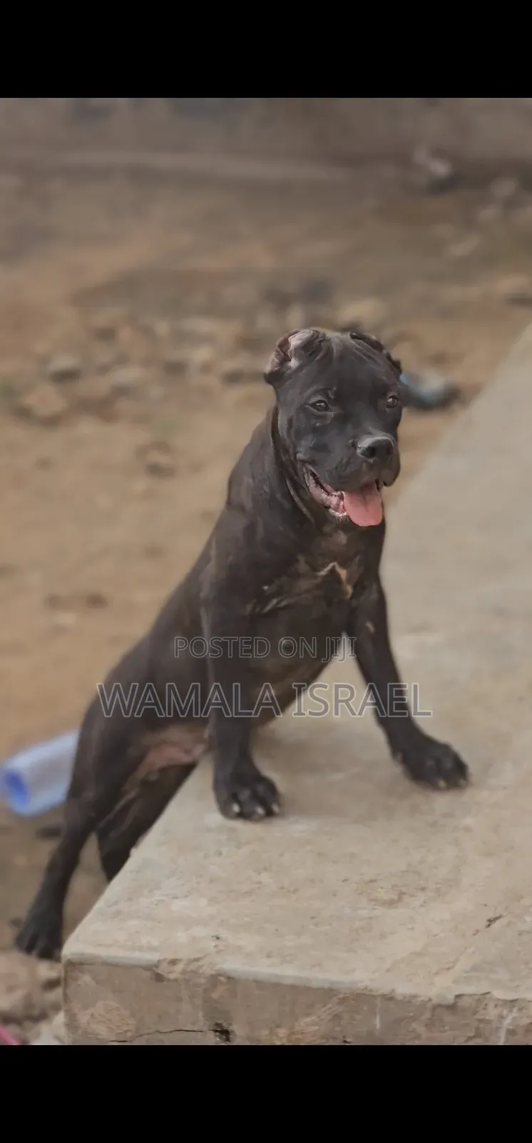 1-3 months Male Purebred American Pit Bull Terrier