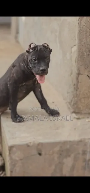 1-3 months Male Purebred American Pit Bull Terrier