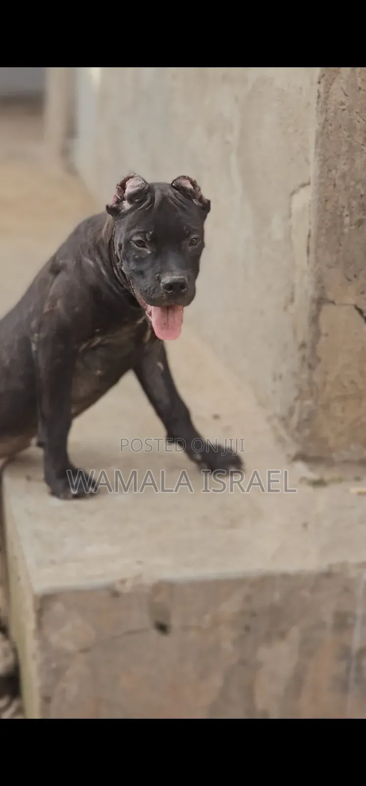 1-3 months Male Purebred American Pit Bull Terrier