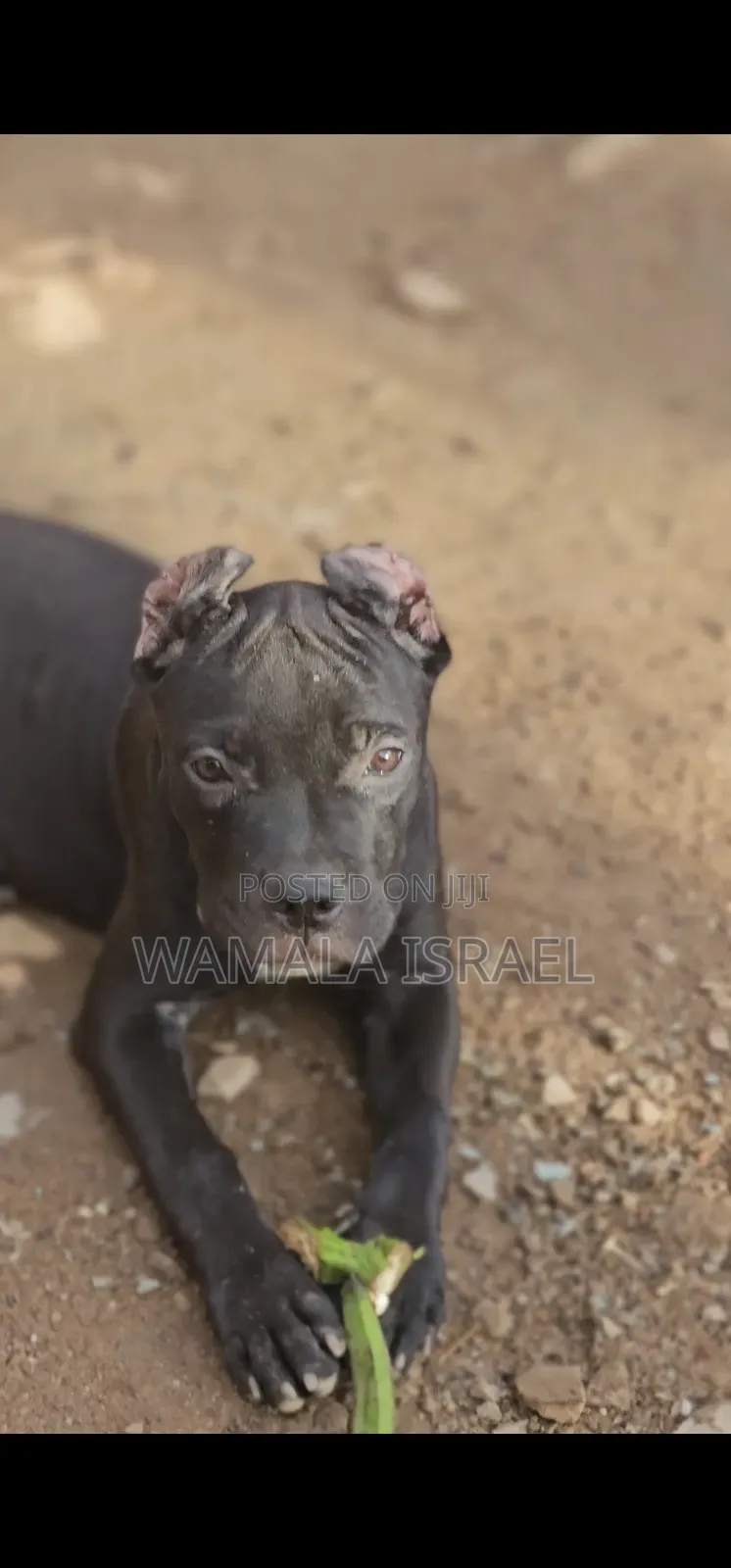 1-3 months Male Purebred American Pit Bull Terrier