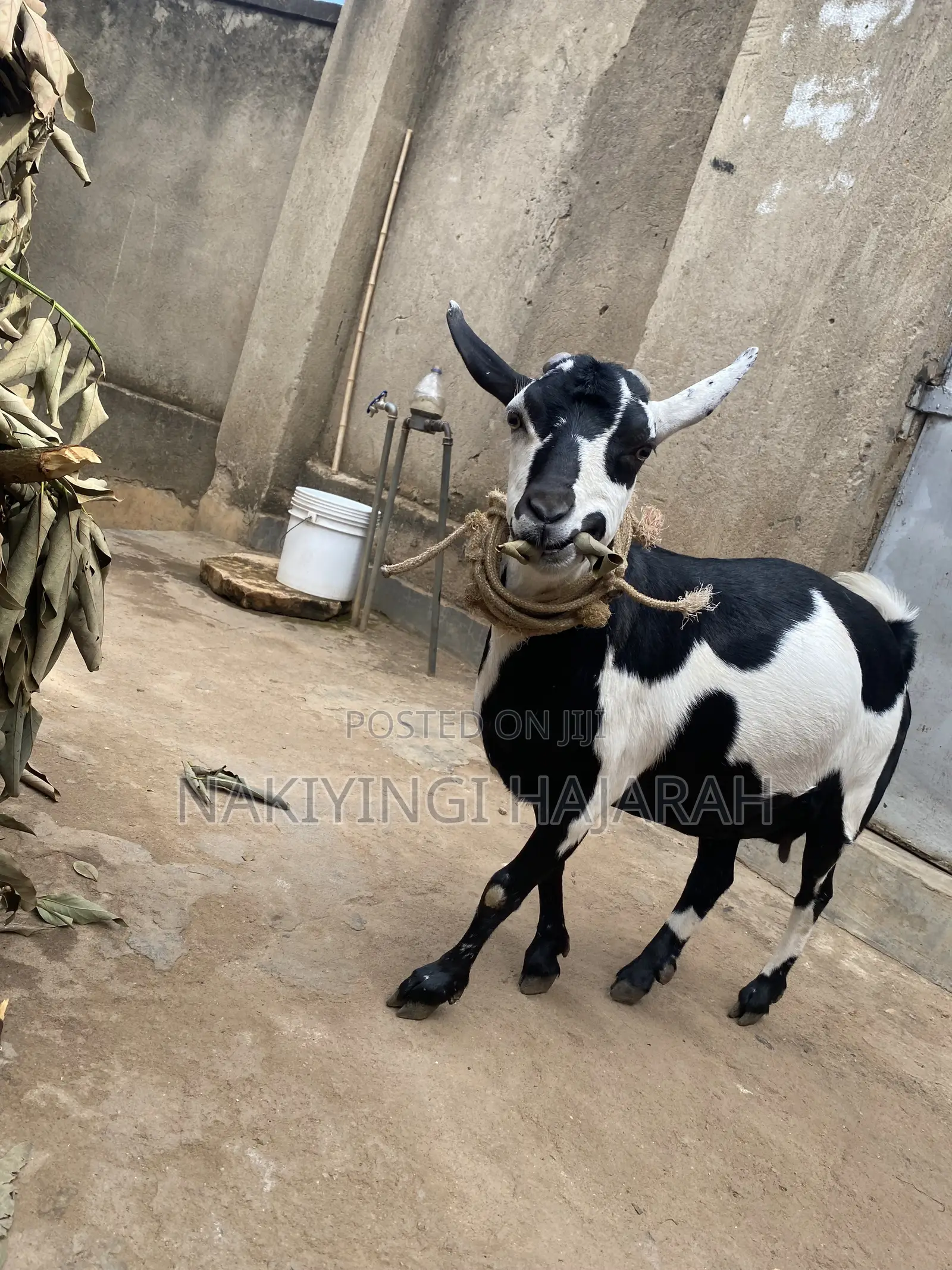 Female Goat