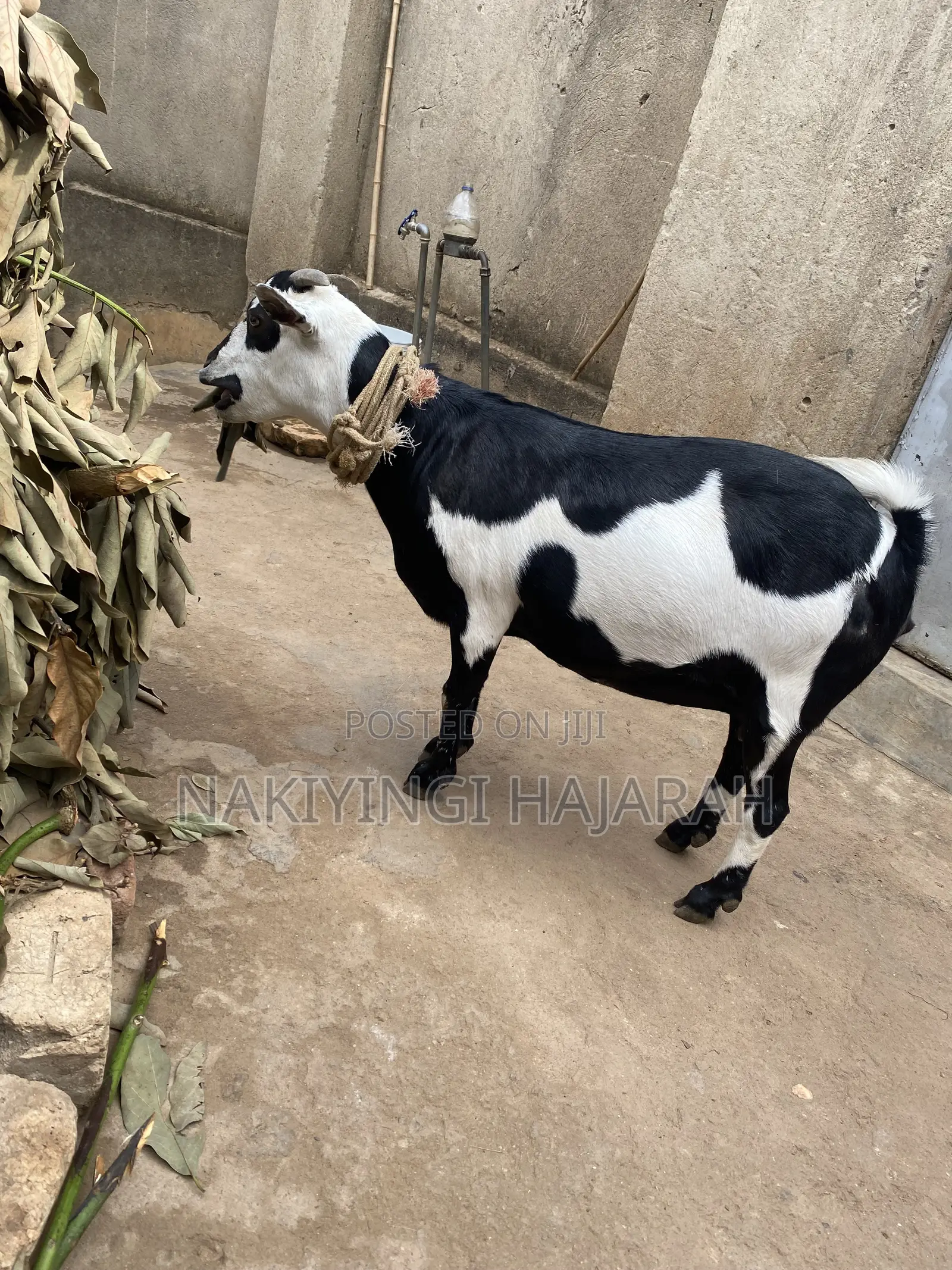 Female Goat