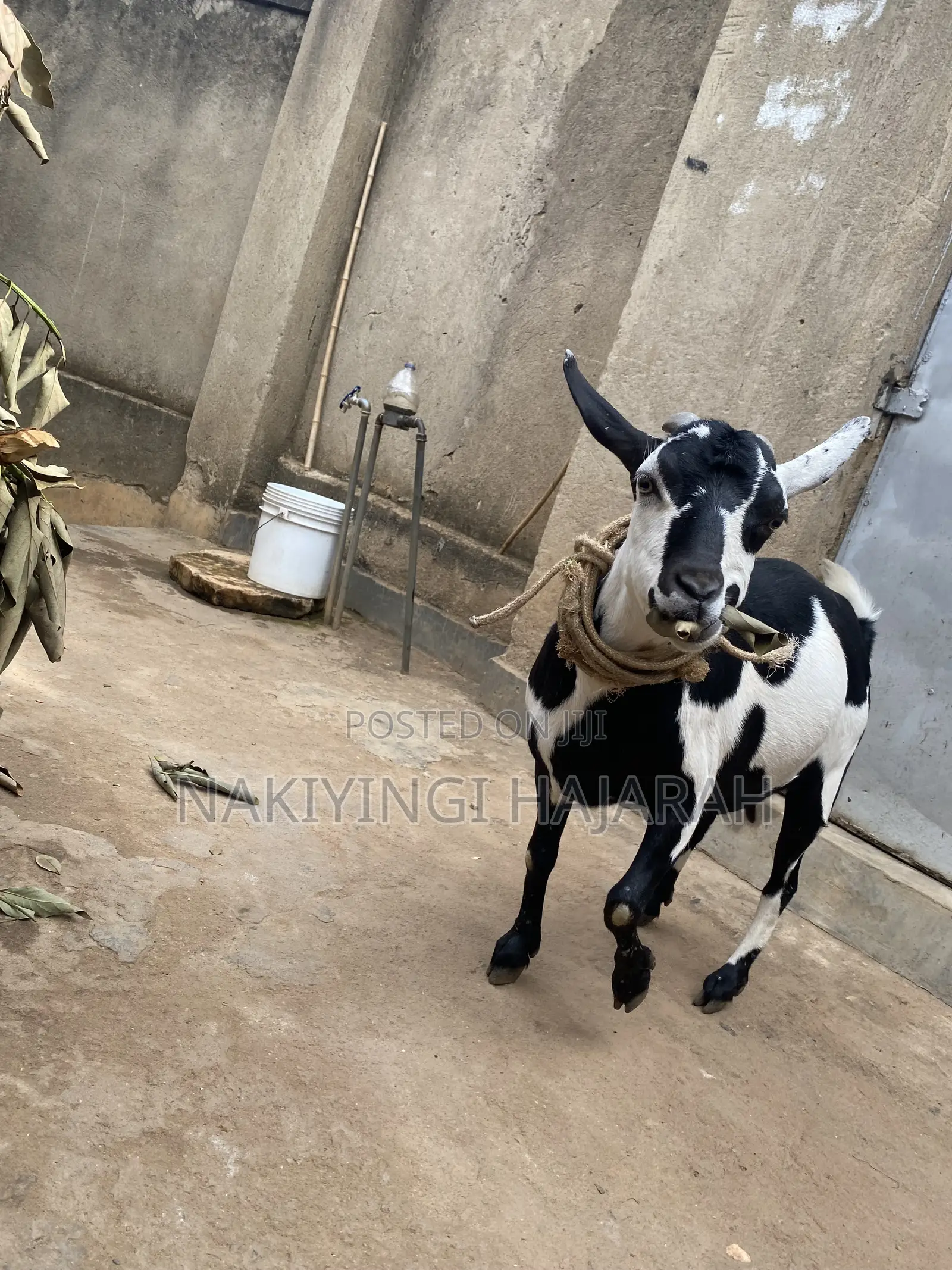 Female Goat