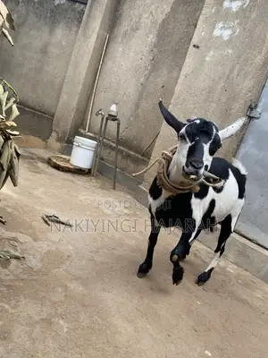 Female Goat