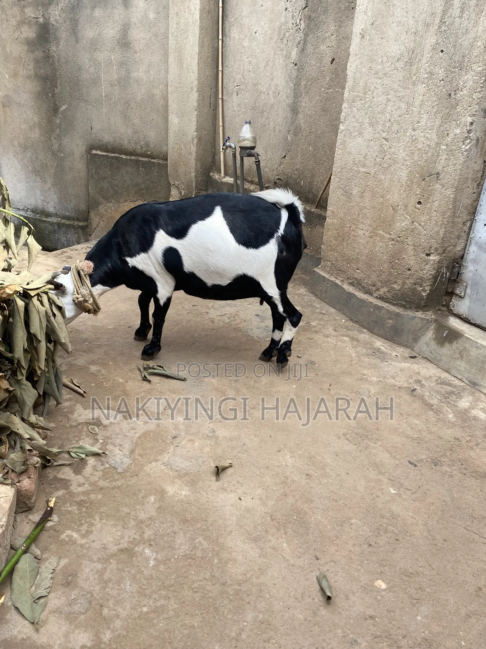Female Goat