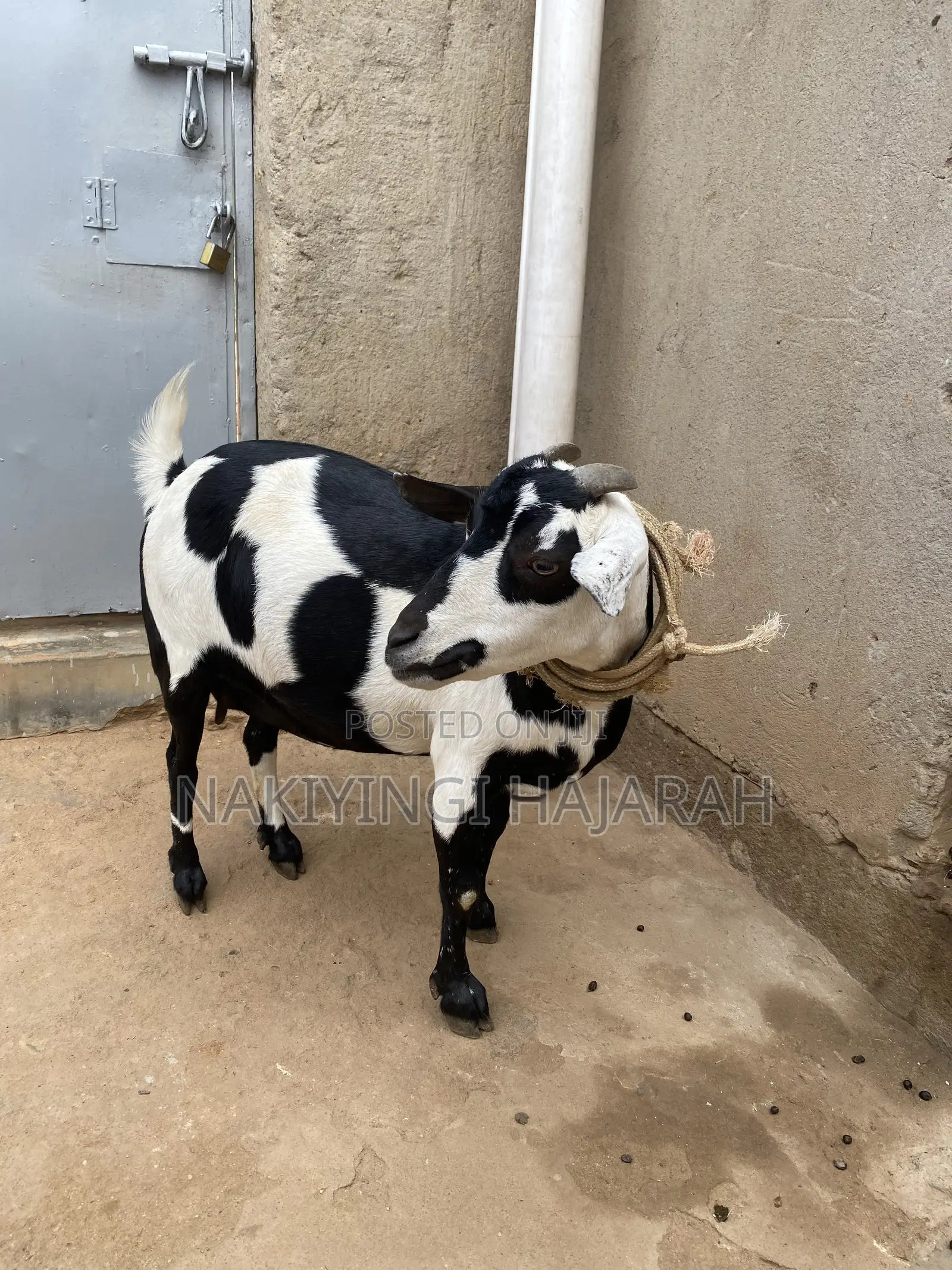 Female Goat