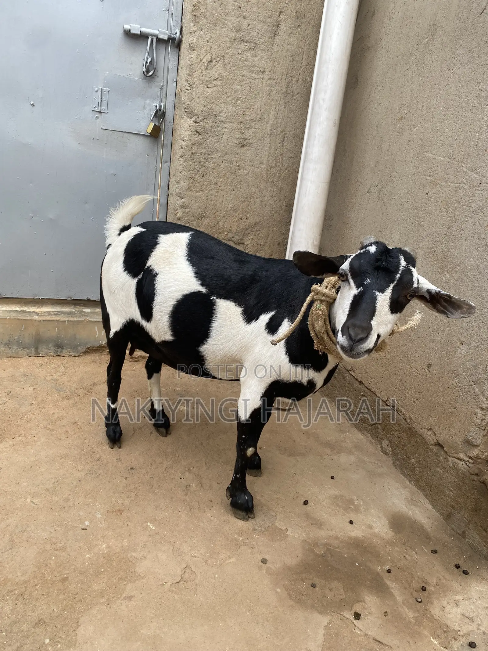 Female Goat