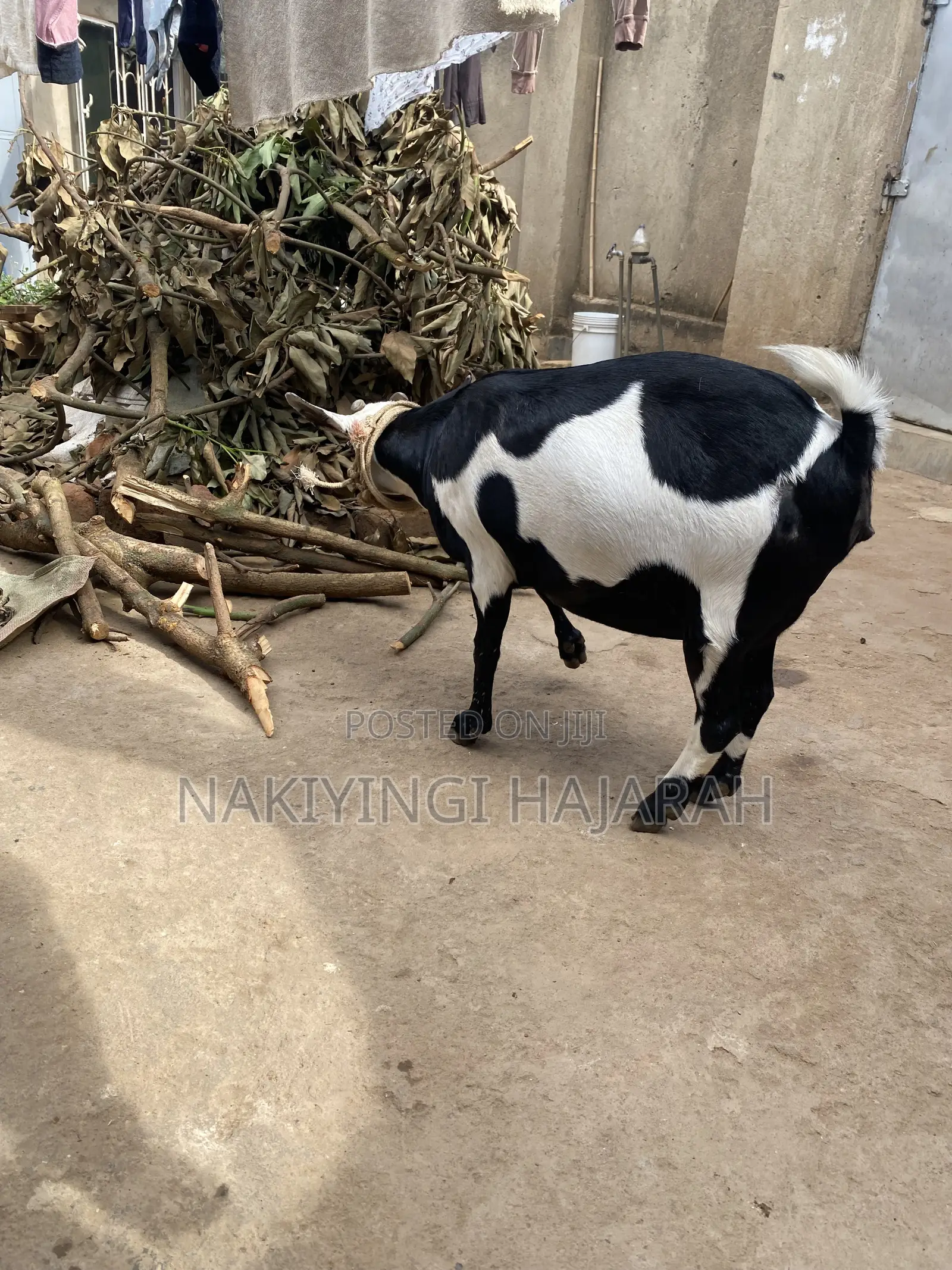 Female Goat