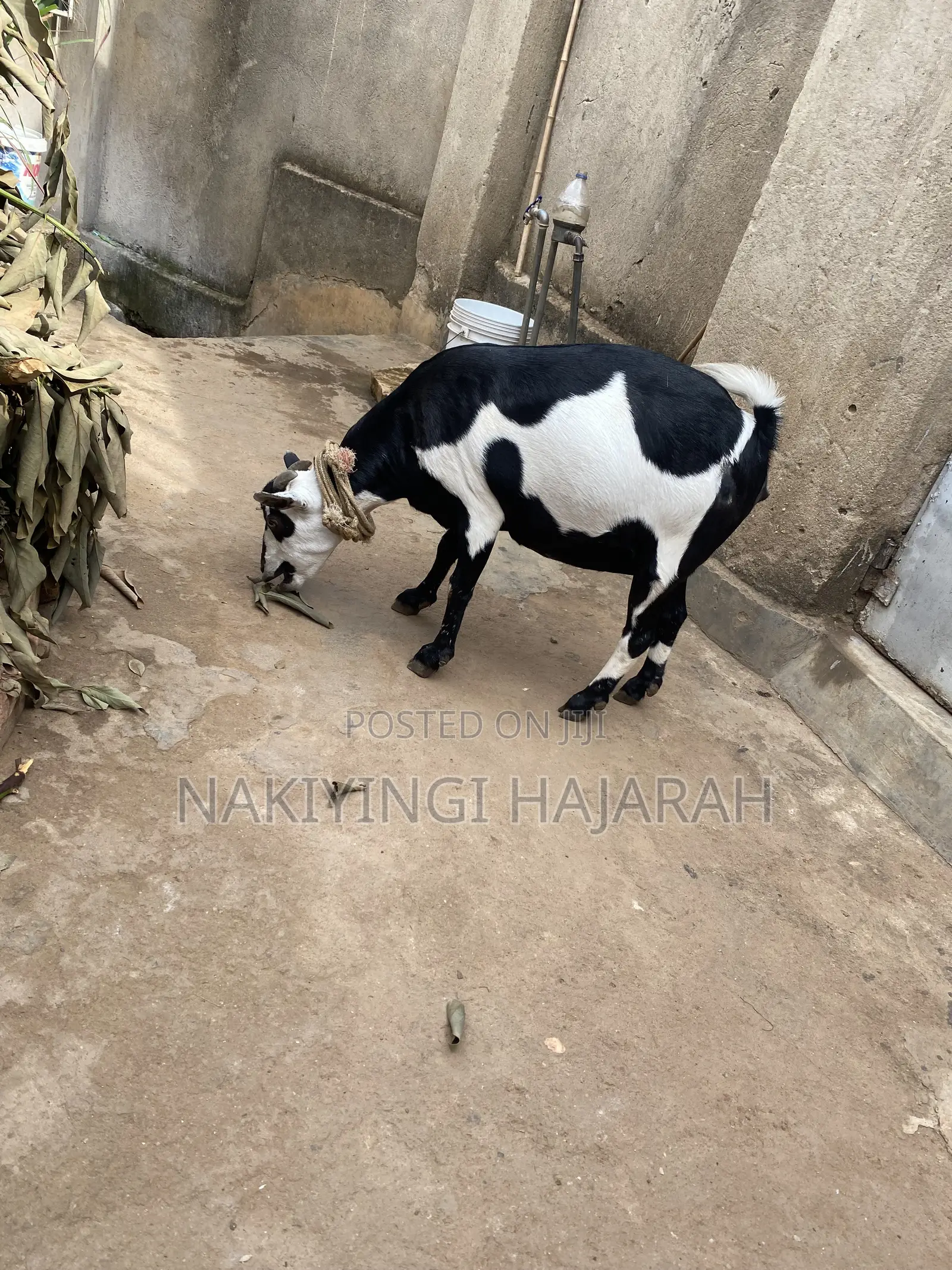 Female Goat