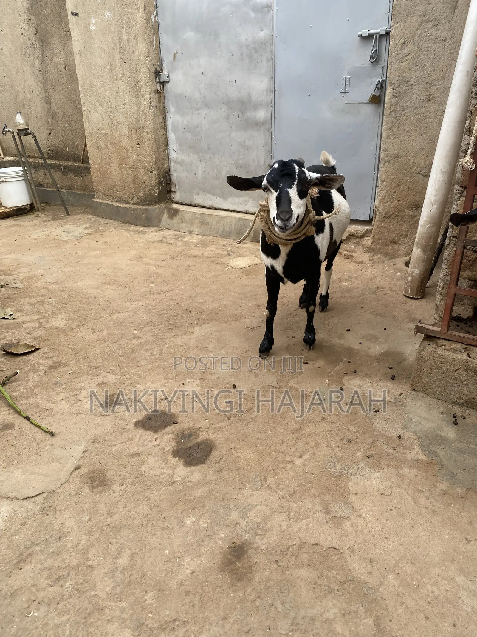 Female Goat