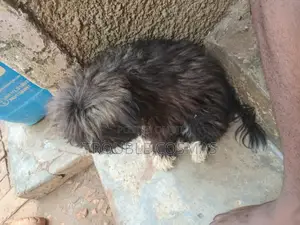 1-3 months Male Mixed Breed Maltese