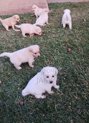 1-3 months Male Purebred Japanese Spitz