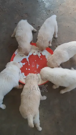1-3 months Male Purebred Japanese Spitz