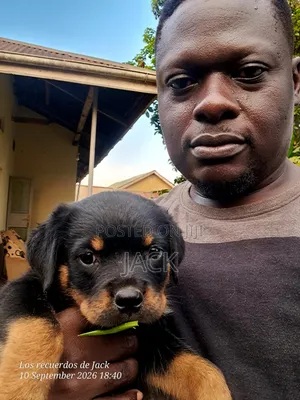 1-3 months Male Purebred Rottweiler