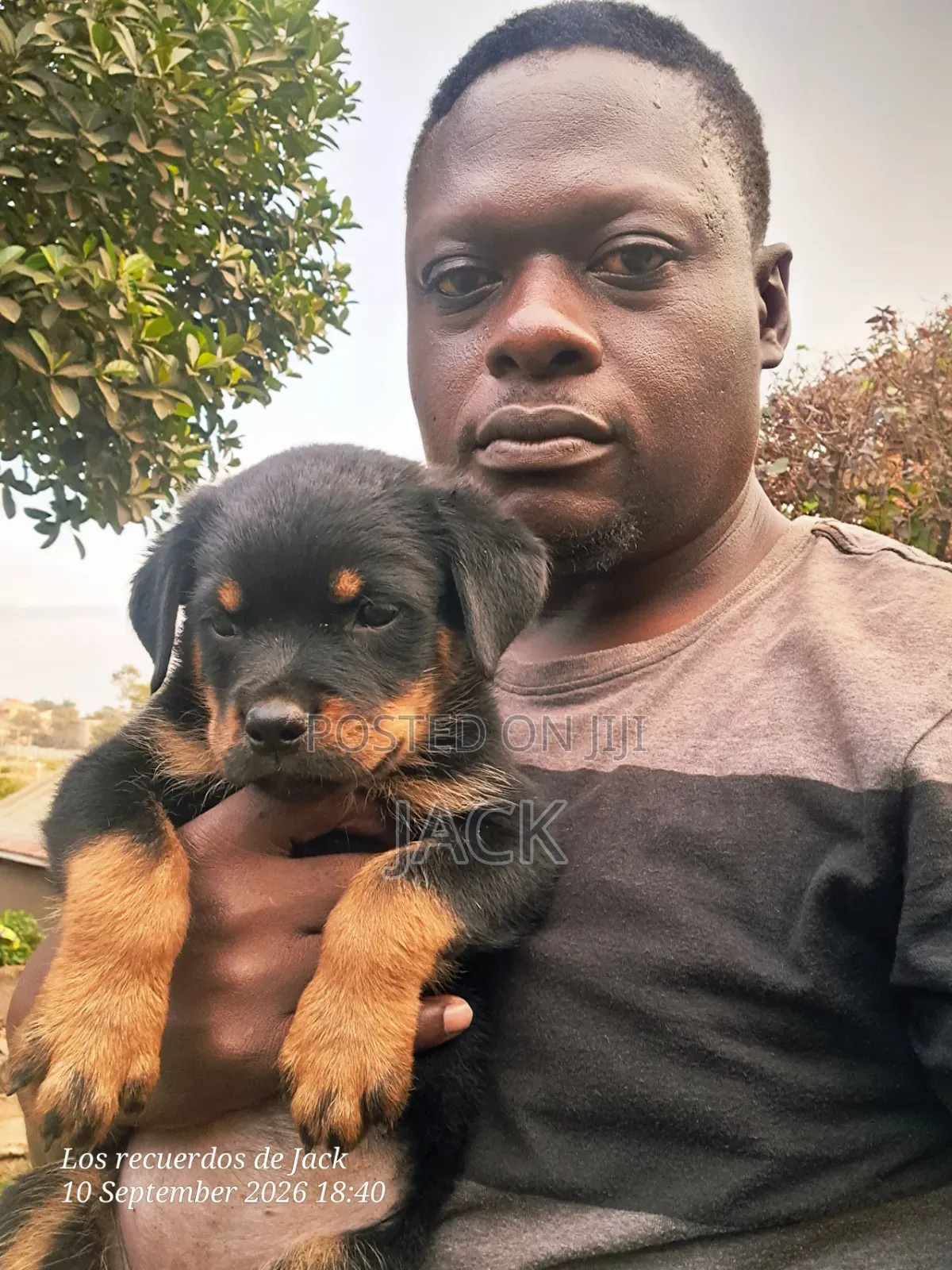 1-3 months Male Purebred Rottweiler