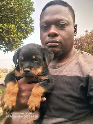 1-3 months Male Purebred Rottweiler